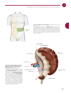 Sobotta Atlas of Anatomy, Vol. 2-300