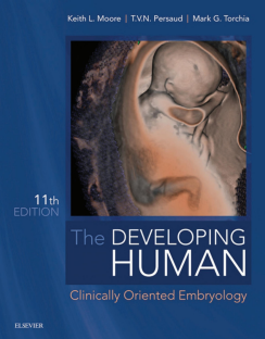 the developing human clinically oriented embryology