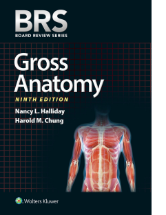 brs gross anatomy