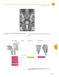 Sobotta Atlas of Anatomy, Vol. 3-5