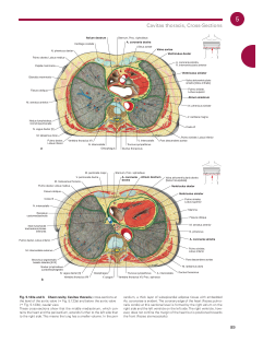 Sobotta Atlas of Anatomy, Vol. 2-200