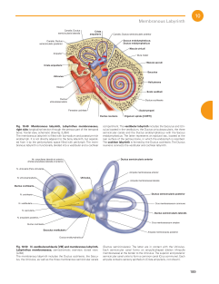 Sobotta Atlas of Anatomy, Vol. 3-3